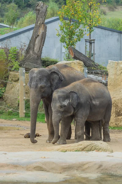 Слон Пражском Зоопарке — стоковое фото