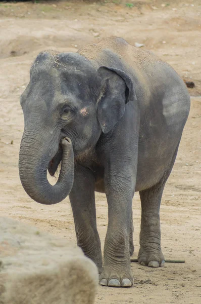 Prag hayvanat bahçesinde fil