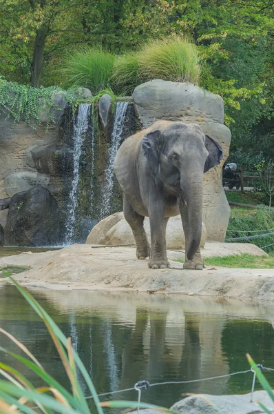 Prag hayvanat bahçesinde fil