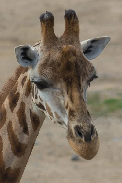 Prag hayvanat bahçesinde zürafa
