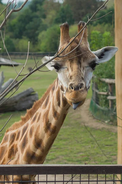 Prag hayvanat bahçesinde zürafa