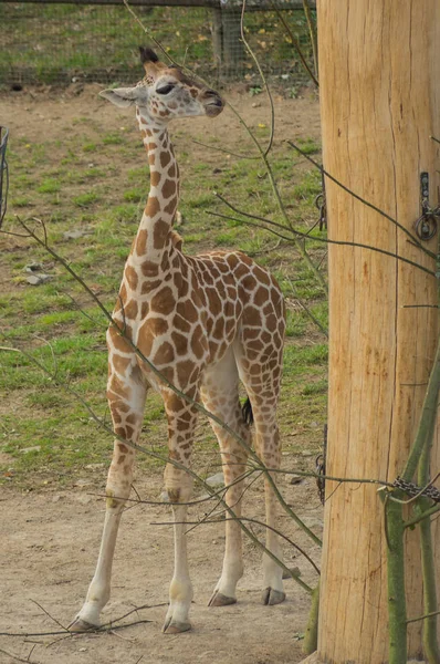 Prag hayvanat bahçesinde zürafa