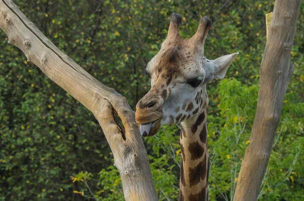 Prag hayvanat bahçesinde zürafa