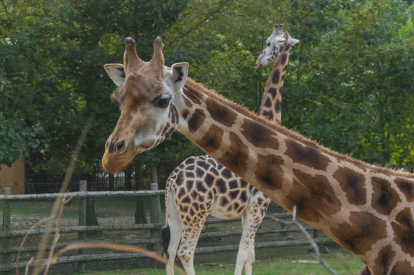 Prag hayvanat bahçesinde zürafa