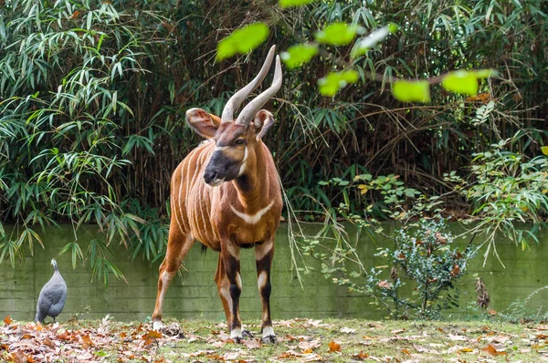 Antilopenbongo Zoo Von Düsseldorf — Stockfoto