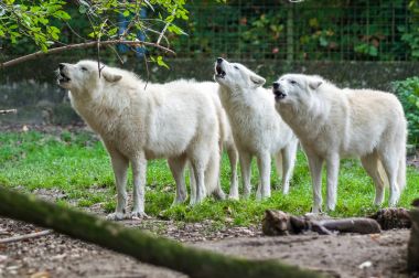 Kurtlar Duisburg Hayvanat Bahçesi