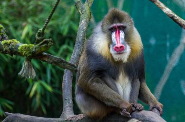 Mandrill'di Duisburg hayvanat bahçesinde