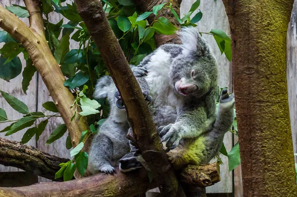 Koala Duisburg Hayvanat Bahçesi