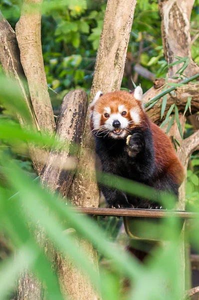 Red panda Duisburg Hayvanat Bahçesi