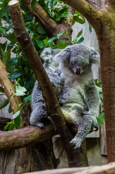 Koala Duisburg Hayvanat Bahçesi