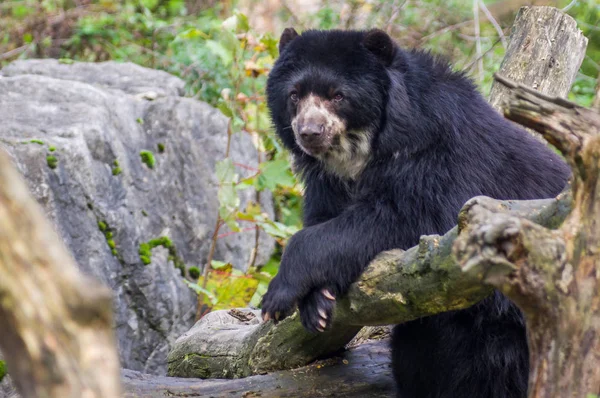 Himalaya ayı Duisburg Hayvanat Bahçesi