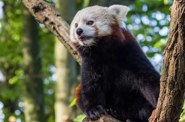Red panda Duisburg Hayvanat Bahçesi