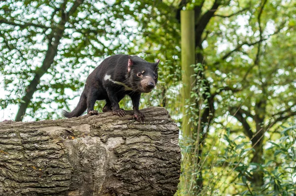 Tazmanya Duisburg Hayvanat Bahçesi