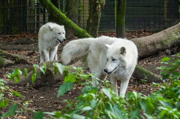 Kurtlar Duisburg Hayvanat Bahçesi
