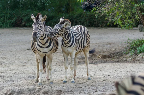 Zebralar Duisburg hayvanat bahçesinde