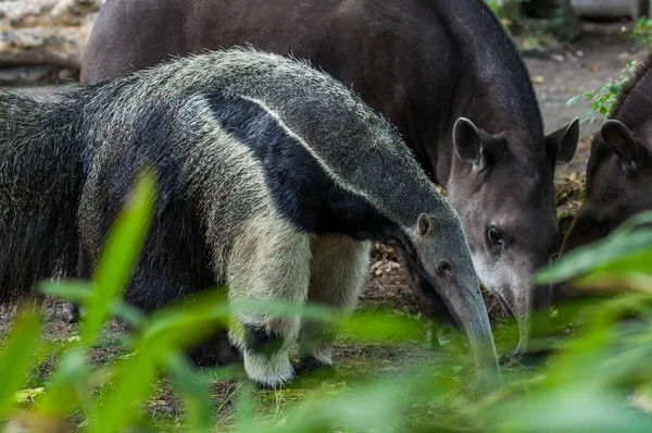 Duisburg Hayvanat Bahçesi Dev karınca yiyen