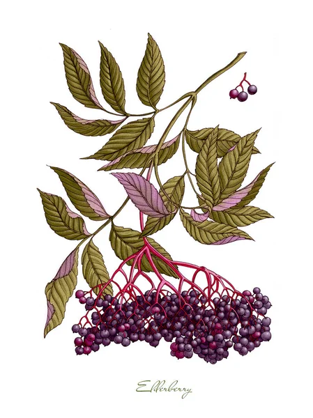 Elderberry acquerello illustrazione botanica — Foto Stock