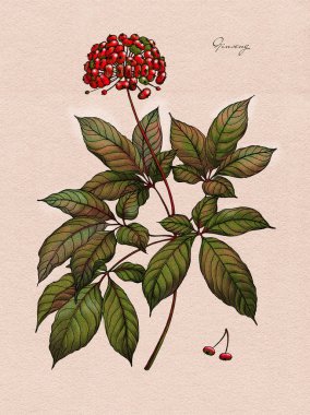 Ginseng suluboya botanik illüstrasyon