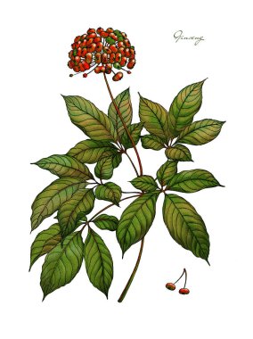 Ginseng suluboya botanik illüstrasyon