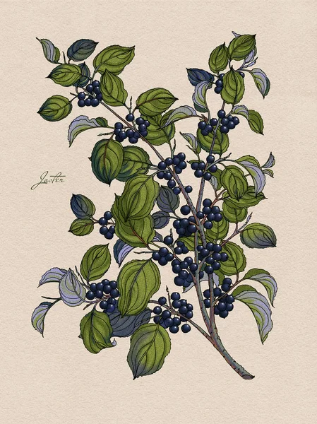 Bayas del bosque negro. Rama del Rhamnus. Ilustraciones botánicas. Hierbas medicinales — Foto de Stock
