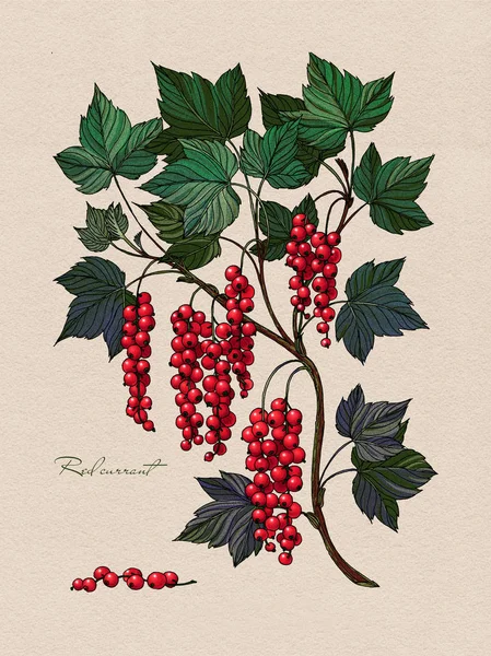 Frenk üzümü şube. Kırmızı orman berry — Stok fotoğraf