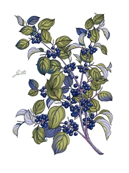 Jagody czarnego lasu. Oddział Rhamnus. Ilustracji botanicznych. Zioła lecznicze — Zdjęcie stockowe