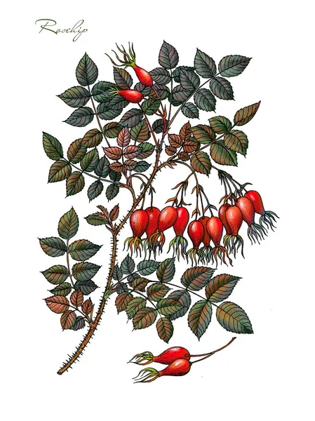 Ramo della Rosa Canina con bacche. Frutta di rose selvatiche. Erbe medicinali. Impianto su fondo isolato — Foto Stock