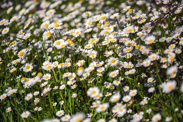 Campo con margherite . — Foto Stock