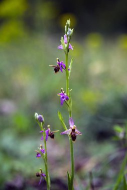 Ophrys cornuta (yabani orkide)