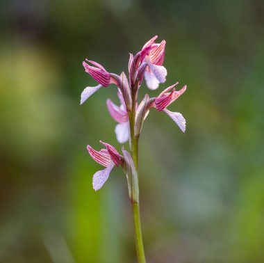Üzümlü papilionacea (yabani orkide)