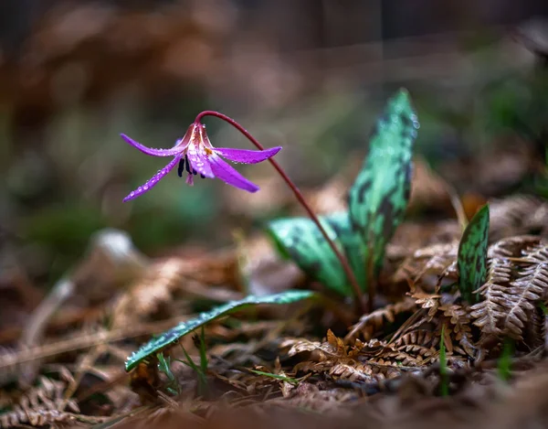 Wild Spring Flower Erythronium Dens Canis Stock Image