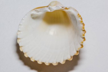 Beyaz arka planda deniz kabukları