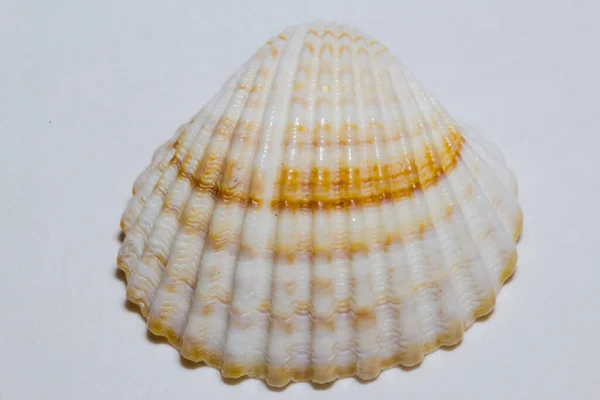 白い背景に貝殻が — ストック写真