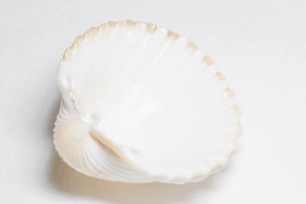 Coquilles Mer Sur Fond Blanc — Photo