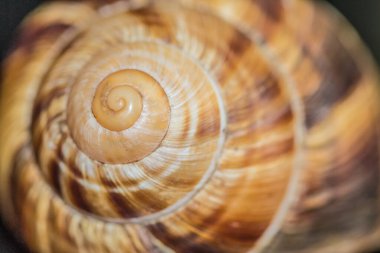Macro Seashell çok güzel detaylarla gösteriliyor. Salyangoz deniz kabuğu dokusu.