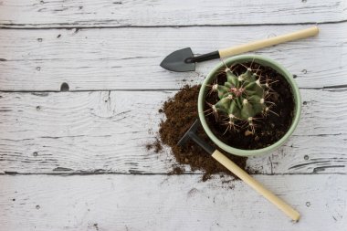 Evdeki bahçe işleri için aletler. Ahşap arkaplanda düz bir alan.