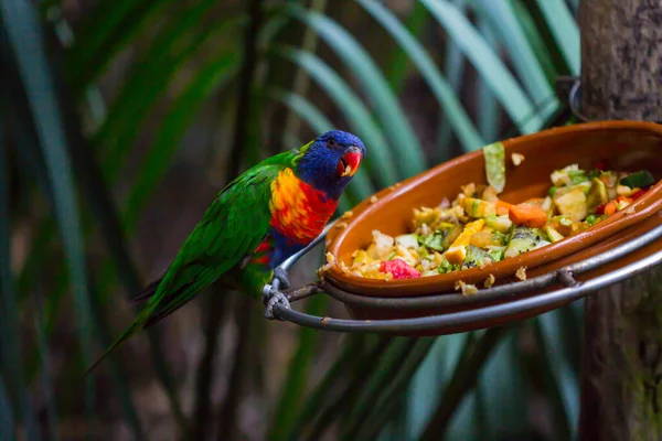 Colorful parrot portrait. Parrot in the zoo. Canaries Islanda — Stock Photo, Image