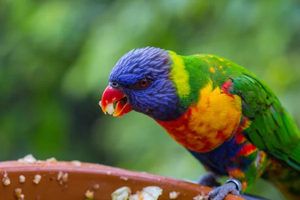 Buntes Papageienporträt. Papagei im Zoo. Kanarische Inseln — Stockfoto