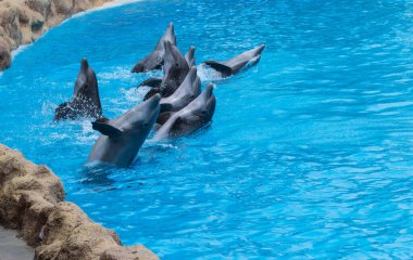 Bir grup yunus Loro Park Tenerif 'te havuzdan atlıyor.