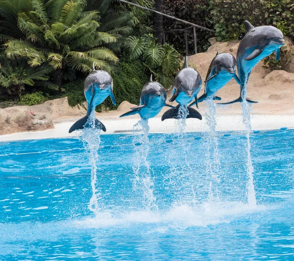 Group of dolphins jumps out of the pool in Loro Park Tenerif — Stock Photo, Image