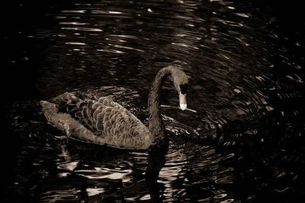 黑色背景的黑天鹅在湖中游泳.天鹅座天鹅座 — 图库照片