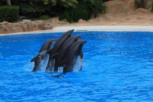 Group of dolphins performs at the zoo. Dolphins jump over a stick in the loro Park Tenerife Stock Picture