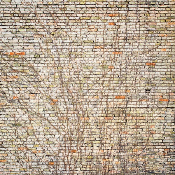Ivy on värikäs tiili seinään — kuvapankkivalokuva