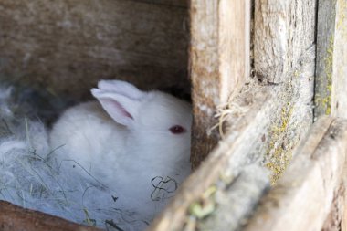 Yeni doğmuş tavşan kafesleri