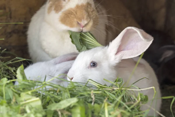 White rabbits in a hutch — Stock Photo, Image