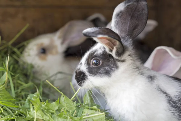 Rabbits in a hutch — Stock Photo, Image