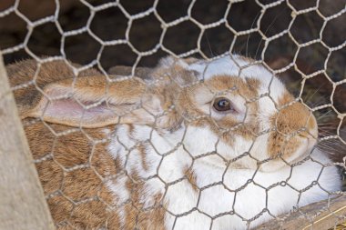 Tavşan Kafes içinde