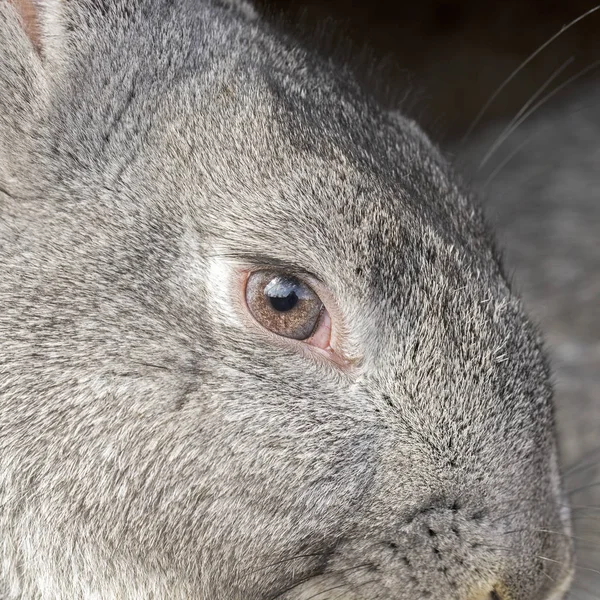 Portrait of gray rabbit — Stock Photo, Image