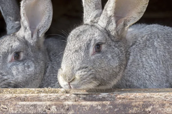 Rabbits in a cage — Stock Photo, Image