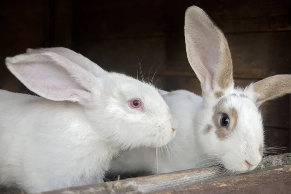 Rabbits in a cage — Stock Photo, Image